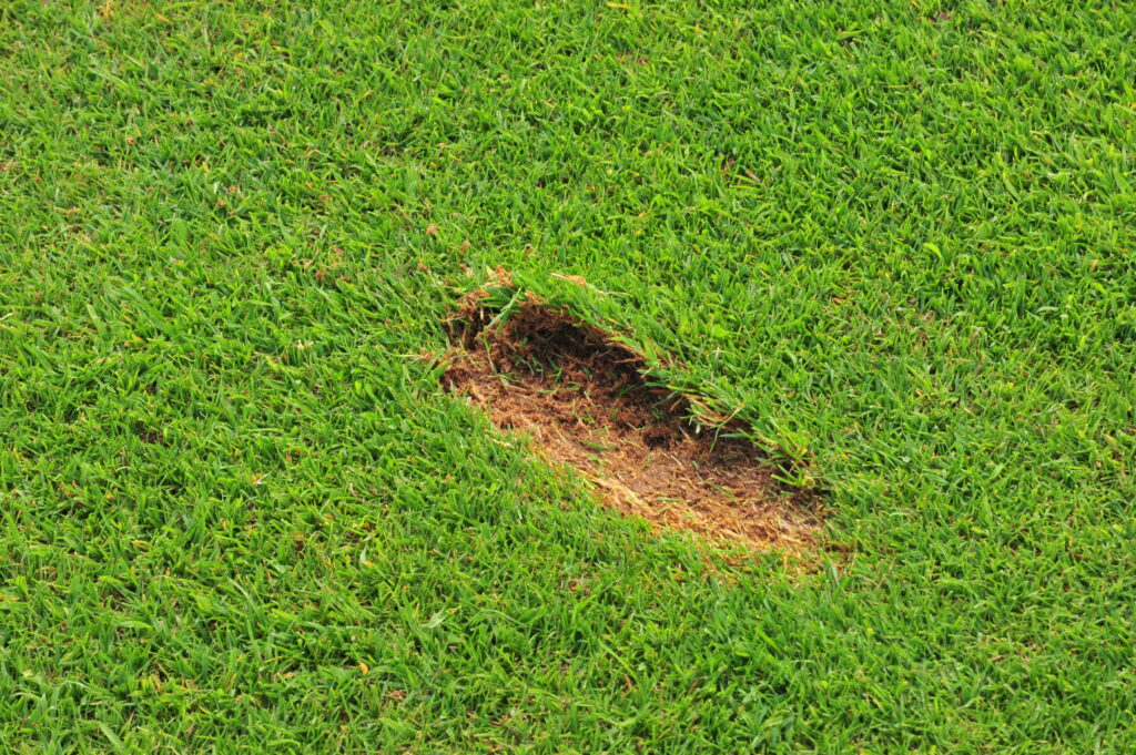 divot golf